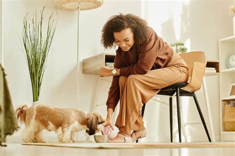 average cost for house sitting with pets|House and Home Sitters UK.